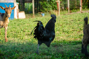Gallo totalmente negro