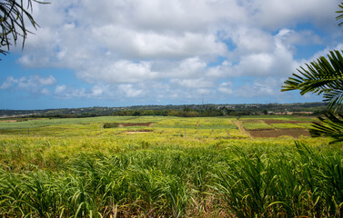 A view across the fields of Barbados - 701416926