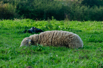 Oveja durmiendo en la hierba