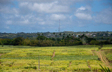 A view across the fields of Barbados - 701416985