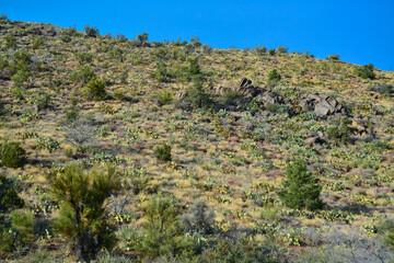 Fototapeta na wymiar Mountainside densely overgrown with prickly pear cacti and lone conifers in Arizona
