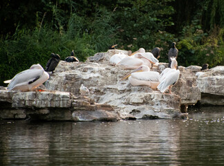 Cormorants and Pelicans roosting on rocks in a lake