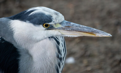 A close up portrait of a grey heron