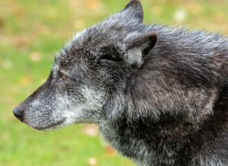 A portrait of a Canadian Timber wolf - 701418104