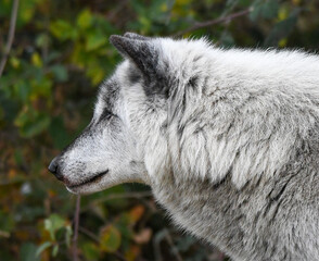 A portrait of a Canadian Timber wolf - 701418145
