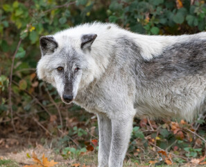 A portrait of a Canadian Timber wolf - 701418189