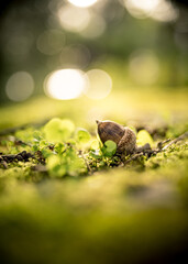 close-up of a fallen oak acorn in a blurred green environment. acorns on green moss in forest, space for text. concept of nature . portrait format