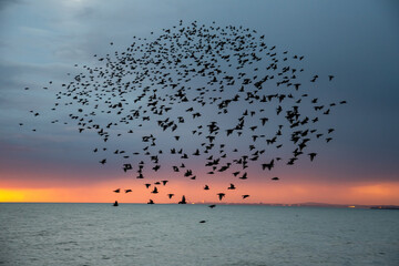 A flock of starlings mumrmurating through the sky over Brighton