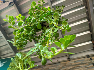 a hanging kleinia petraea plant