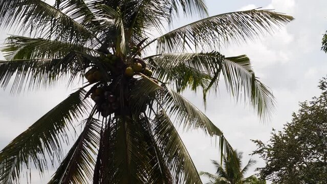 Hd slow motion footage of coconut tree in Ubud, Bali, Indonesia.
High angle, parallax movement.