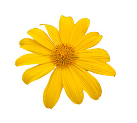 Real photo of yellow flowers on transparent background PNG.