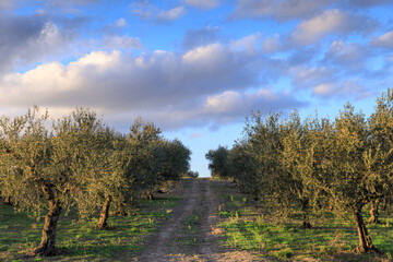 Rural landscape: footpath between rows of olive trees in Apulia, Italy.