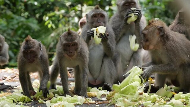Hd slow motion footage of monkeys feeding at Monkey Forest, Ubud, Bali, Indonesia.
Mid angle, static movement.