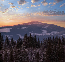 Obraz premium Winter sunset alpine top view from mountain village and fir forest in front. Picturesque seasonal, nature and countryside beauty concept scene.