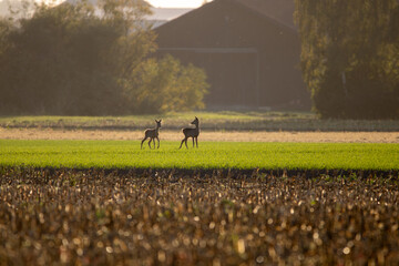 Rehe in der freien Wildbahn