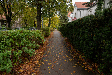 Autumnal Elegance A Hedge in the Old District of Warsaw Embracing the Season's Atmospheric Splendor