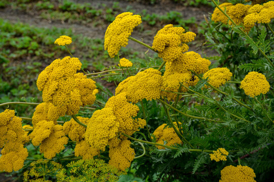 Yellow Fernleaf Yarrow in flower