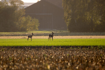 Rehe in der freien Wildbahn