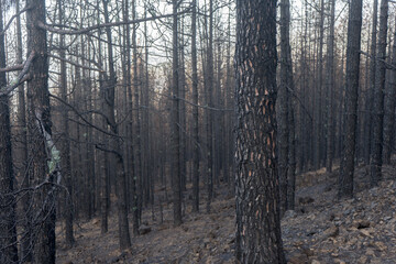 Charred trees on the Canary Island of Tenerife after forest fires in 2023