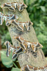 Silk moths Rothschildia orizaba on a branch
