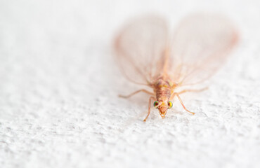 Fly on a white wall. Macro
