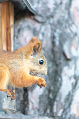Naklejka na ściany i meble Portrait of a squirrel in nature