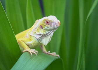 chameleon on a branch