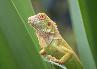 iguana on a branch