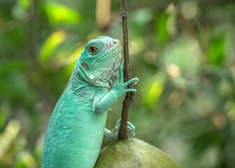 green lizard on a branch