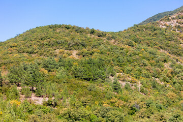 Fototapeta na wymiar Green trees grow on the slopes of the mountains