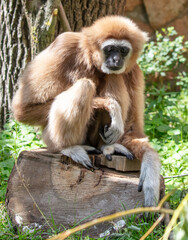Fototapeta premium Portrait of a monkey in the zoo