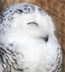 Portrait of an owl in the zoo