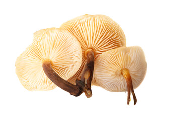 Winter honey fungus mushroom isolated on white background