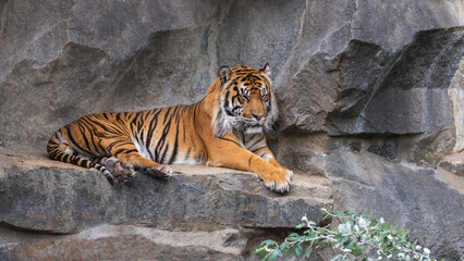 Sumatran tiger, the smallest and darkest of all tiger subspecies