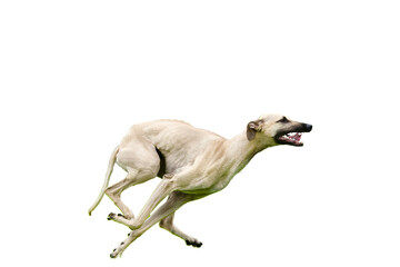 Obraz na płótnie Canvas Side view of a very excited and beautiful sloughi dog (greyhound) running at full speed, looking in front of him on a white background. 