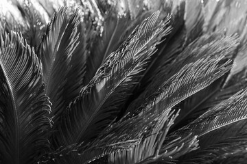 Black white photo of beautiful palm branches. Palm tree in Turkey. Beautiful background. Natural background. Silhouette of palm leaves. Beautiful screensaver. Tropical tree. Trees of Turkey.