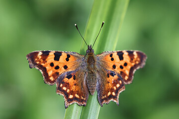 Comma butterfly, Polygonia c-album, beautiful butterfly from Finland
