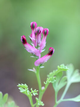 Earth smoke, Fumaria officinalis, also known as common fumitory, wild flowering plant from Finland