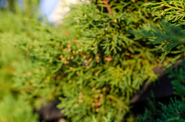 Ara&ntilde;a en su tela de ara&ntilde;a esperando a su presa