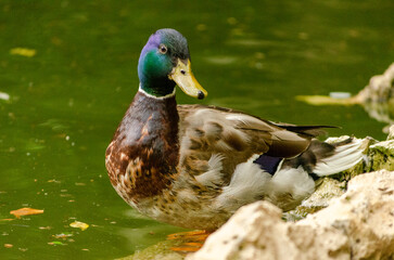 Pato descansando en un estanque