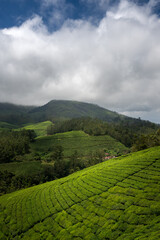 Mountains in Munnar with Beautiful clouds, Kerala, India