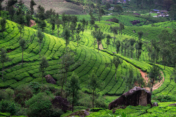 Beautiful view of tea plantations in Munnar, Gap Road, Kerala, India