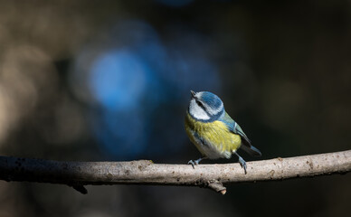 Blue tit (Parus caeruleus) single bird on branch with bokeh background