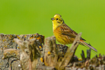 trznadel (Emberiza citrinella) © Grzegorz