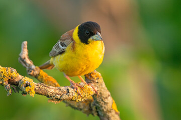 Trznadel czarnogłowy (Granativora melanocephala)
