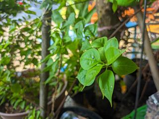 close up of bougainvillea glabra leaves