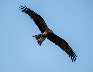 a closeup shot of an eagle flying through the sky on a cold winter afternoon in the city of Pune, India 
