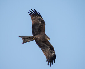 a closeup shot of an eagle flying through the sky on a cold winter afternoon in the city of Pune, India 