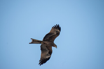 a closeup shot of an eagle flying through the sky on a cold winter afternoon in the city of Pune,...