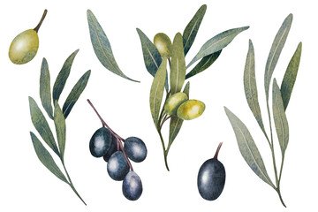 Watercolor olive tree leaves, branch, green and black olives fruit isolated on white background. Hand painted floral illustration for wedding stationary, greetings, wallpapers, print, fabric.